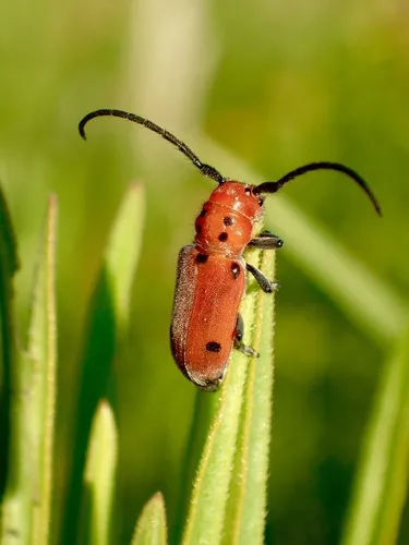 Tetraopes quinquemaculatus - photo 4