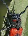 Tetraopes skillmani - photo 2