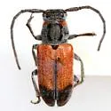 Tetraopes skillmani - photo 3