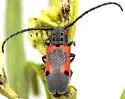 Tetraopes skillmani - photo 4