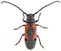Tetraopes skillmani - photo 5