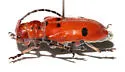 Tetraopes sublaevis - photo 2