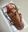 Tetraopes sublaevis - photo 3