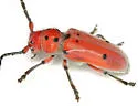 Tetraopes texanus - photo 2