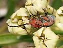 Tetraopes texanus - photo 3