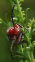 Tetraopes texanus - photo 4