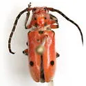 Tetraopes texanus - photo 5