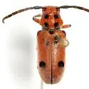 Tetraopes thermophilus - Tetraopes thermophilus