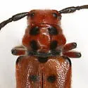 Tetraopes thermophilus - photo 2