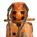 Tetraopes thermophilus - photo 3