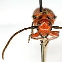 Tetraopes thermophilus - photo 4