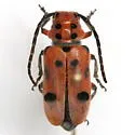 Tetraopes thermophilus - photo 5