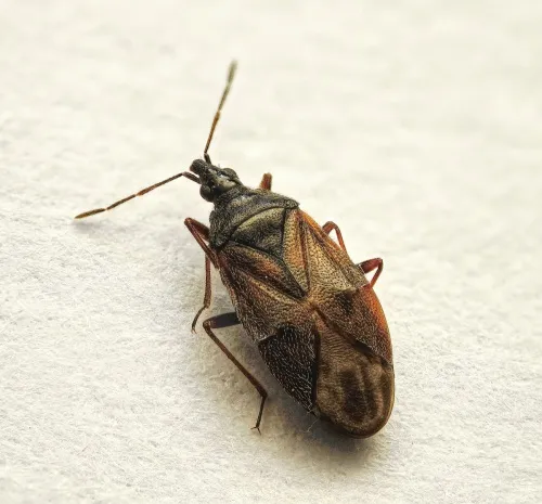 Tetraphleps bicuspis