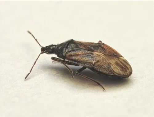Tetraphleps bicuspis - photo 2