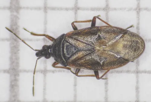 Tetraphleps bicuspis - photo 3