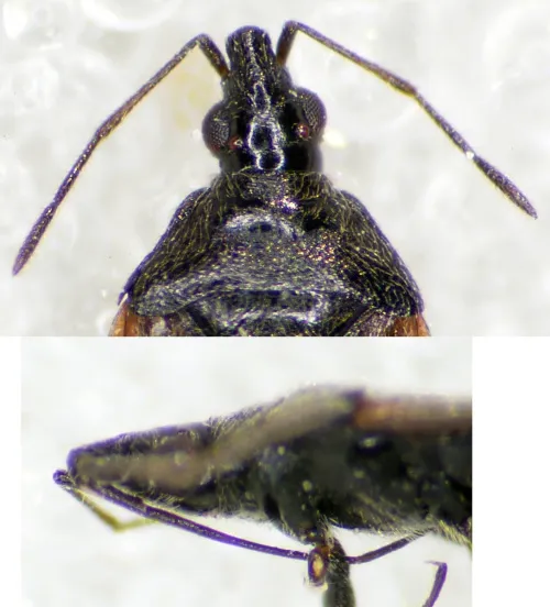 Tetraphleps bicuspis - photo 4