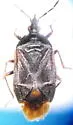 Tetraphleps canadensis
