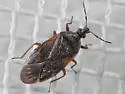 Tetraphleps canadensis - photo 2