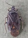Tetraphleps canadensis - photo 3