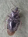 Tetraphleps canadensis - photo 4