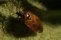 Tetraphleps latipennis