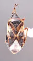 Tetraphleps latipennis - photo 2