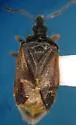 Tetraphleps pilosipes - Tetraphleps pilosipes