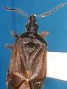 Tetraphleps pilosipes - photo 2