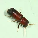 Tetrapriocera longicornis - photo 2