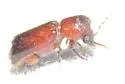 Tetrapriocera longicornis - photo 4