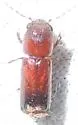 Tetrapriocera longicornis - photo 5