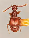 Tetrascapha dentata