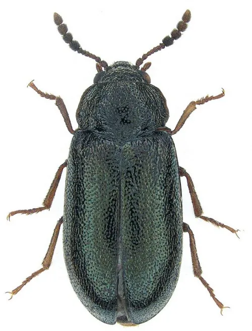 Tetratoma desmarestii