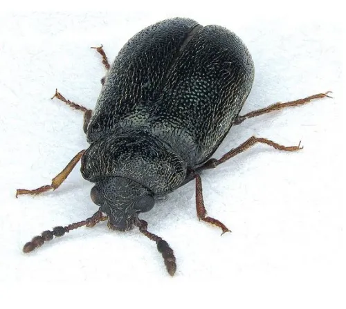 Tetratoma desmarestii - photo 2