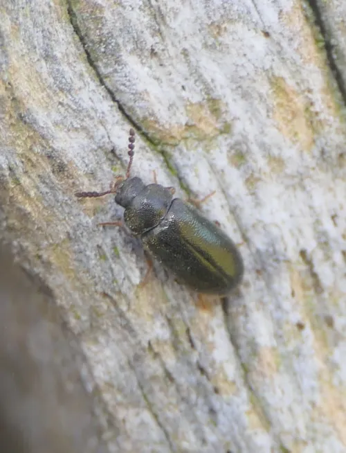 Tetratoma desmarestii - photo 3