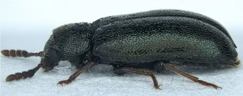 Tetratoma desmarestii - photo 4