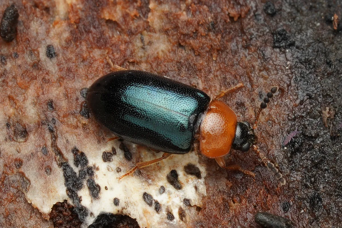 Tetratoma fungorum - photo 2