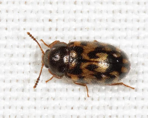 Tetratoma tessellata