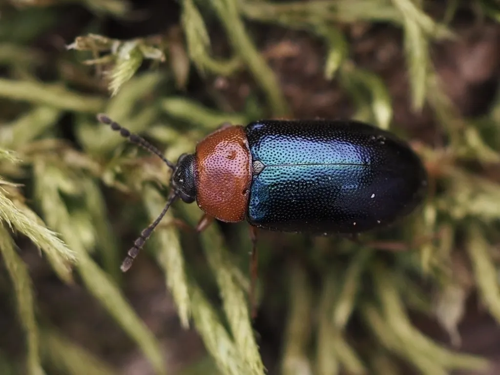 Tetratoma truncorum - Tetratoma truncorum