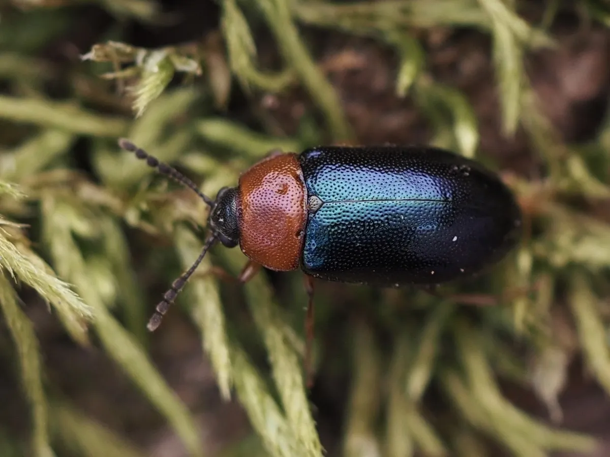 Tetratoma truncorum - photo 2
