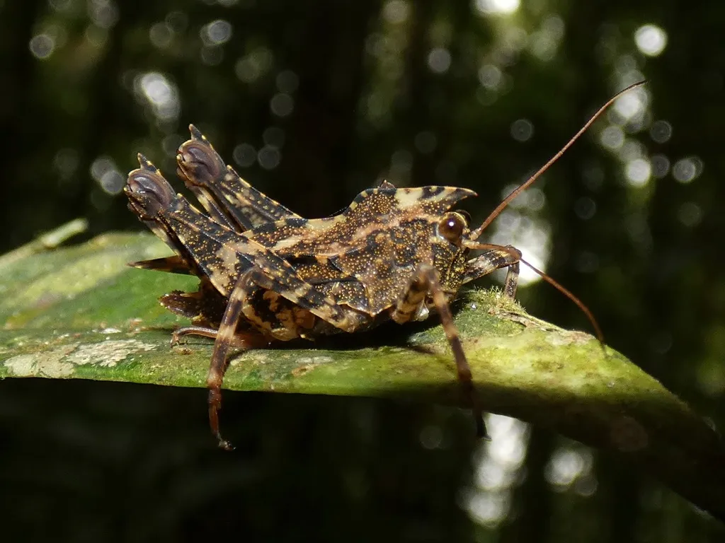 Pygmy Grasshoppers - photo 2