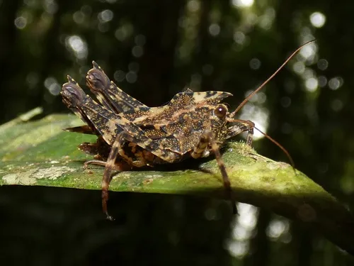 Pygmy Grasshoppers - photo 3