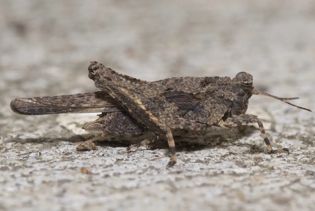 Obscure Pygmy Grasshopper