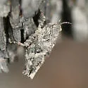 Brunner Pygmy Grasshopper - photo 2