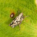 Brunner Pygmy Grasshopper - photo 3