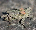 Brunner Pygmy Grasshopper - photo 4