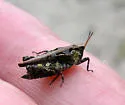Brunner Pygmy Grasshopper - photo 5