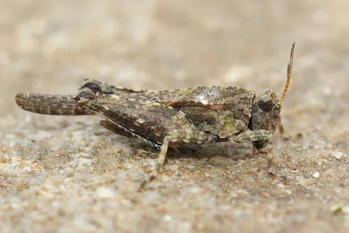Cepero's Groundhopper