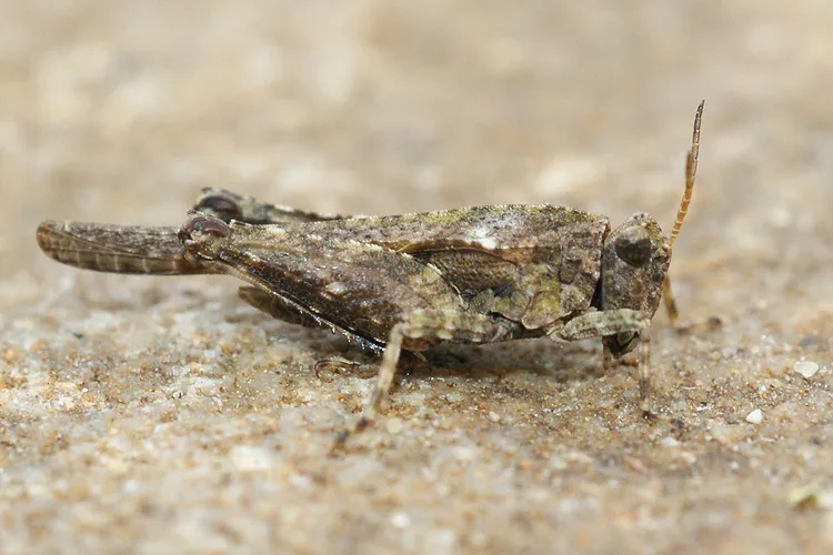 Cepero's Groundhopper - photo 3