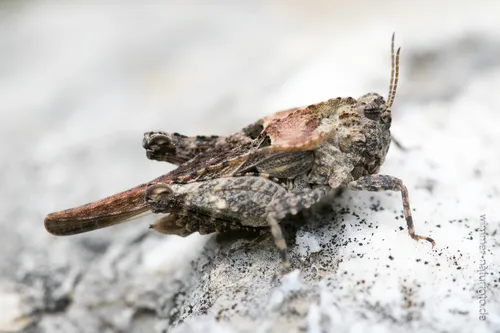 Dented Groundhopper